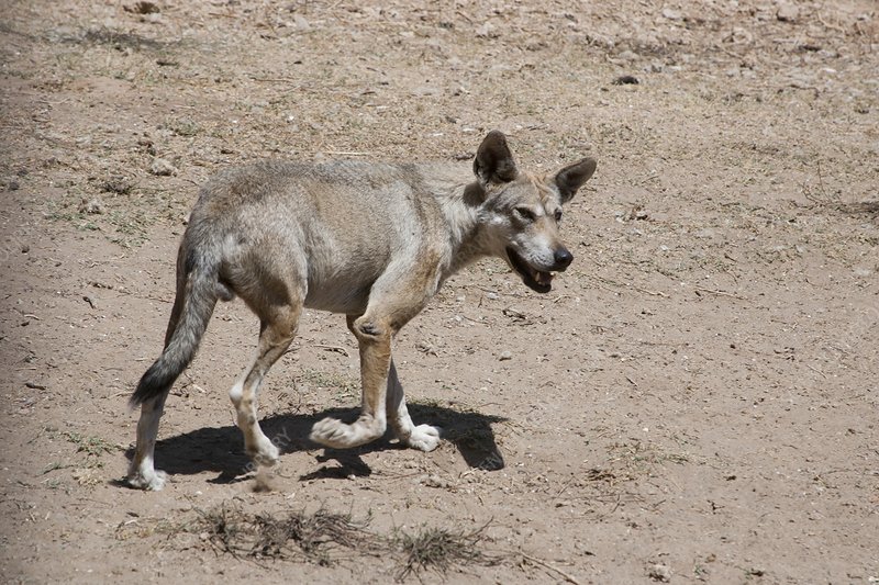 Canis lupus arabs