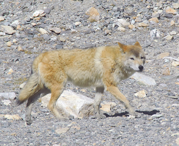 Canis lupus chanco