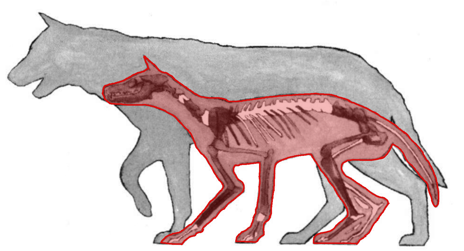 Miacide Pleistocene