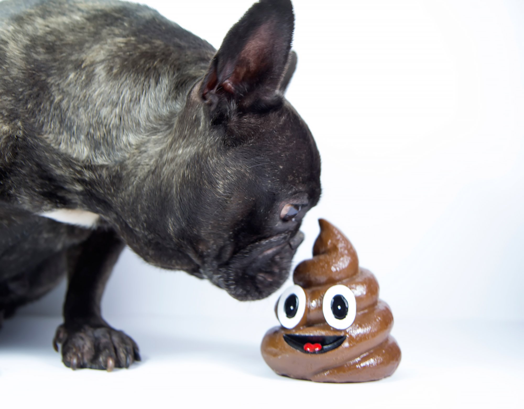 Dog smelling poo